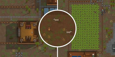 best caravan animal rimworld|rimworld best food for animals.